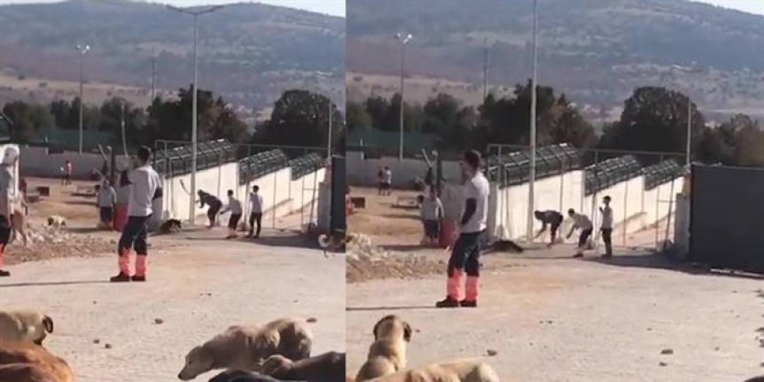 Barınak görüntüleri infial oluşturdu, şube müdürü açığa alındı, 2 gözaltı